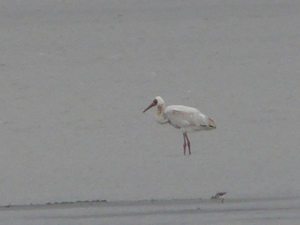 Schneekranich; (Siberian Crane); (Grus leucogeranus)