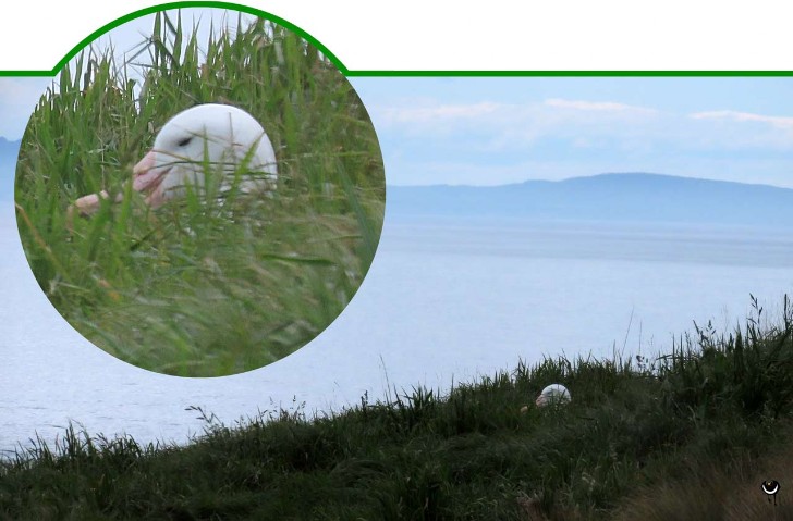 Toroa – Diomedea sanfordi –Nördlicher Königsalbatros – Northern Royal Albatro