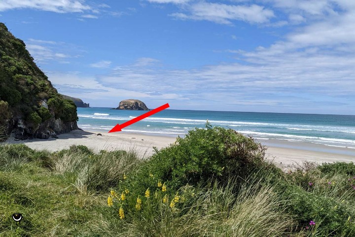 Allans Beach, Otago-Halbinsel