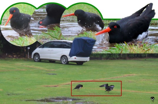 Tōrea pango – Haematopus unicolor – Neuseeländischer Austernfischer – Variable oystercatcher