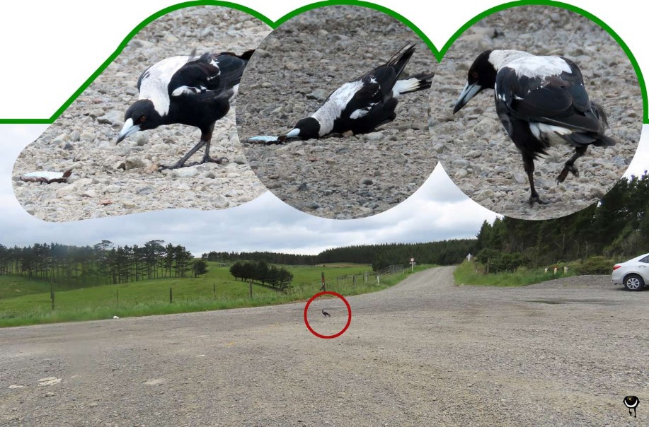 Makipai – Gymnorhina tibicen – Flötenkrähenstar – Australian magpie