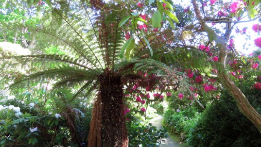 Baumfarne und Rhododendren