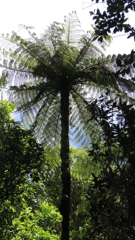  Mamaku – Cyathea medullaris – Schwarzer Baumfarn – Black tree fern