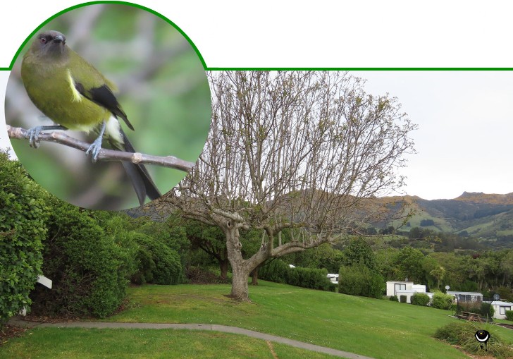 Korimako -Anthornis melanura -Glockenvogel – Bellbird 