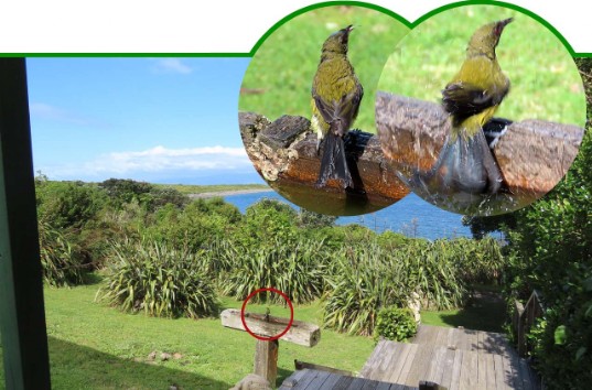 Korimako - Anthornis melanura – Maori-Glockenhonigfresser – Bellbird