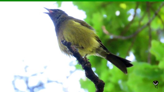 Korimako -Anthornis melanura -Glockenvogel – Bellbird 