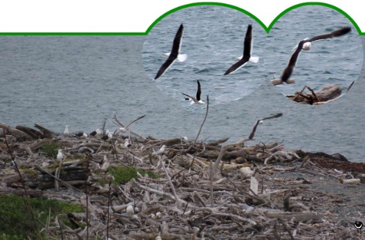 Karoro – Larus dominicanus  – Südliche Schwarzrückenmöve/Dominikanermöwe – Black-Backed-Gull