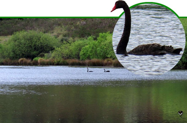 Kakīānau – Cygnus atratus – Trauerschwan – Black Swan