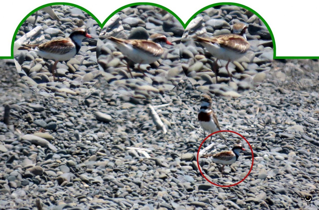 Elseyornis melanops  – Schwarzstirnregenpfeifer – Black-fronted dotterel