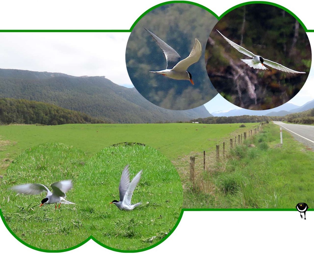 Tarapirohe – Chlidonias albostriatus – Schwarzstirn-Seeschwalbe – Black fronted tern, Ploughboy, Inland Tern oder Riverbed Tern
