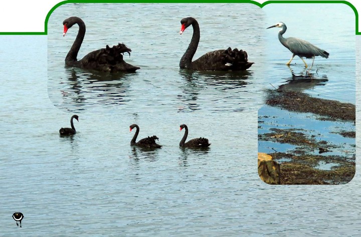 Kakīānau- -Cygnus atratus- Schwarzer Schwan/Trauerschwan - Black Swan – native