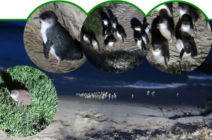 Korora - Eudyptula minor – Zwergpinguin – in Neuseeland heisst er kleiner blauer Pinguin, 