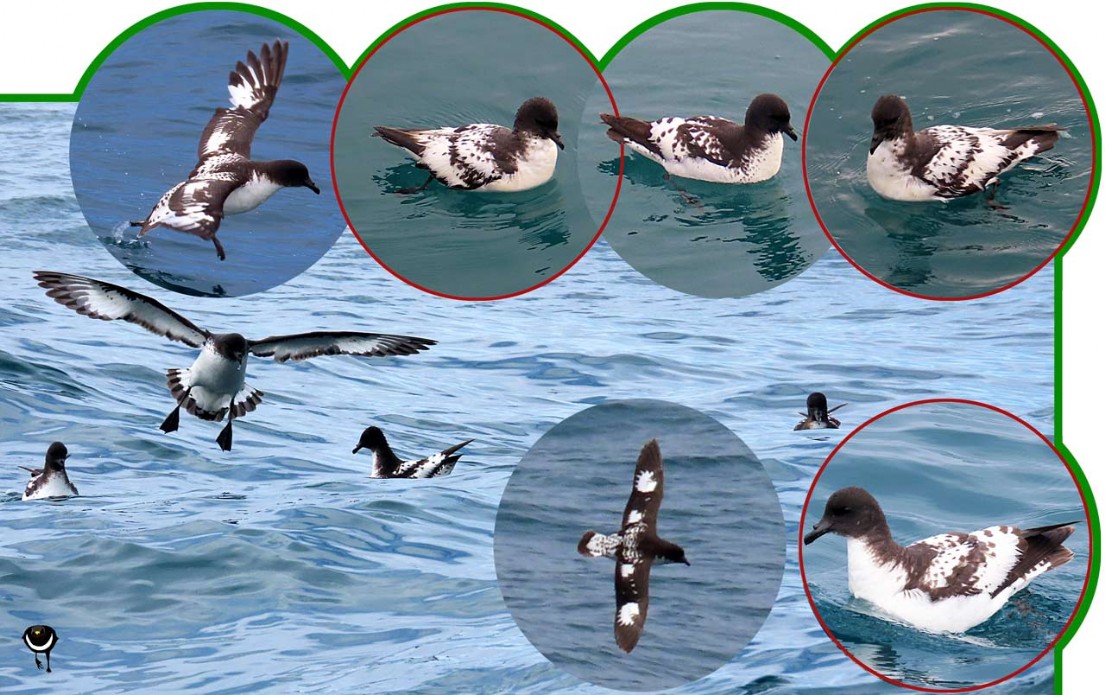 Karetai hurukoko – Daption capense – Kapsturmvogel– Cape petrel