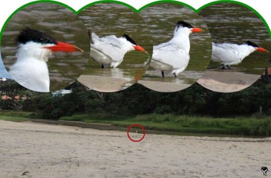 Taranui – Hydroprogne caspia – Raubseeschwalbe – Caspian tern