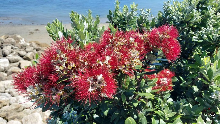 Pōhutukawa – Metrosideros excelsa– Eisenholzbaum– New Zealand's Christmas tree