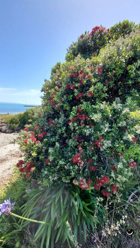 New Zealand's Christmas tree