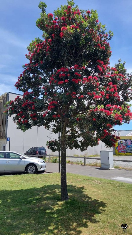 New Zealand's Christmas tree
