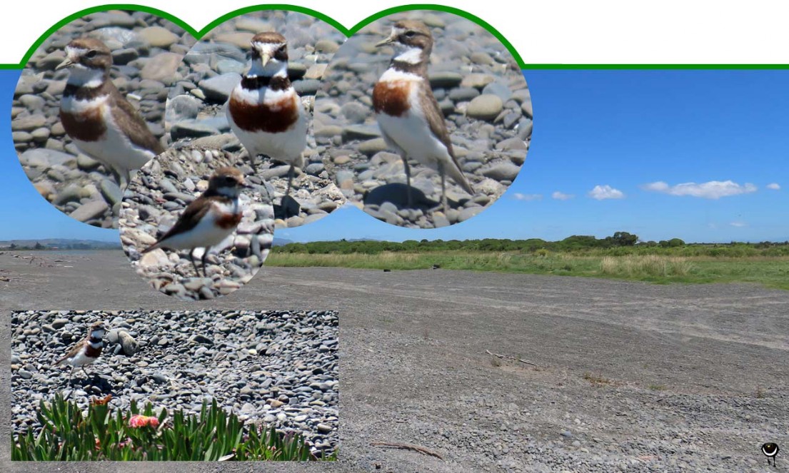 Pohowera – Charadrius bicinctus  – Doppelbandregenpfeifer – Banded dotterel