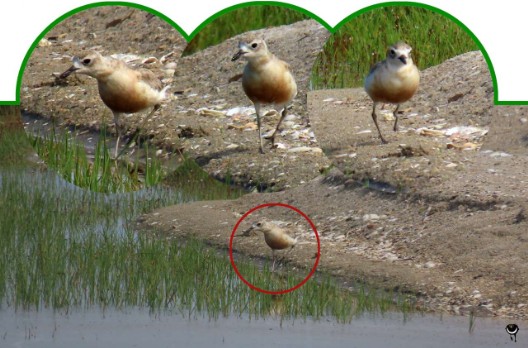 Tūturiwhatu – Charadrius obscurus aquilonius – Nördlicher Maoriregenpfeifer – northern New Zealand dotterel