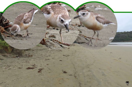 Tūturiwhatu – Charadrius obscurus aquilonius – Nördlicher Maoriregenpfeifer – northern New Zealand dotterel