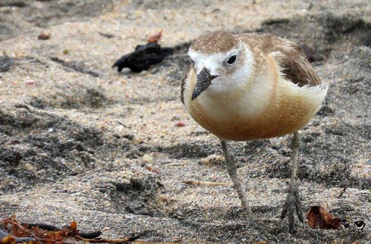 Tūturiwhatu – Charadrius obscurus aquilonius – Nördlicher Maoriregenpfeifer – northern New Zealand dotterel