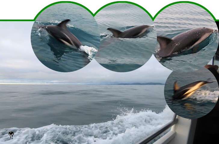 Lagenorhynchus obscurus – Schwarzdelfin – Dusky dolphin