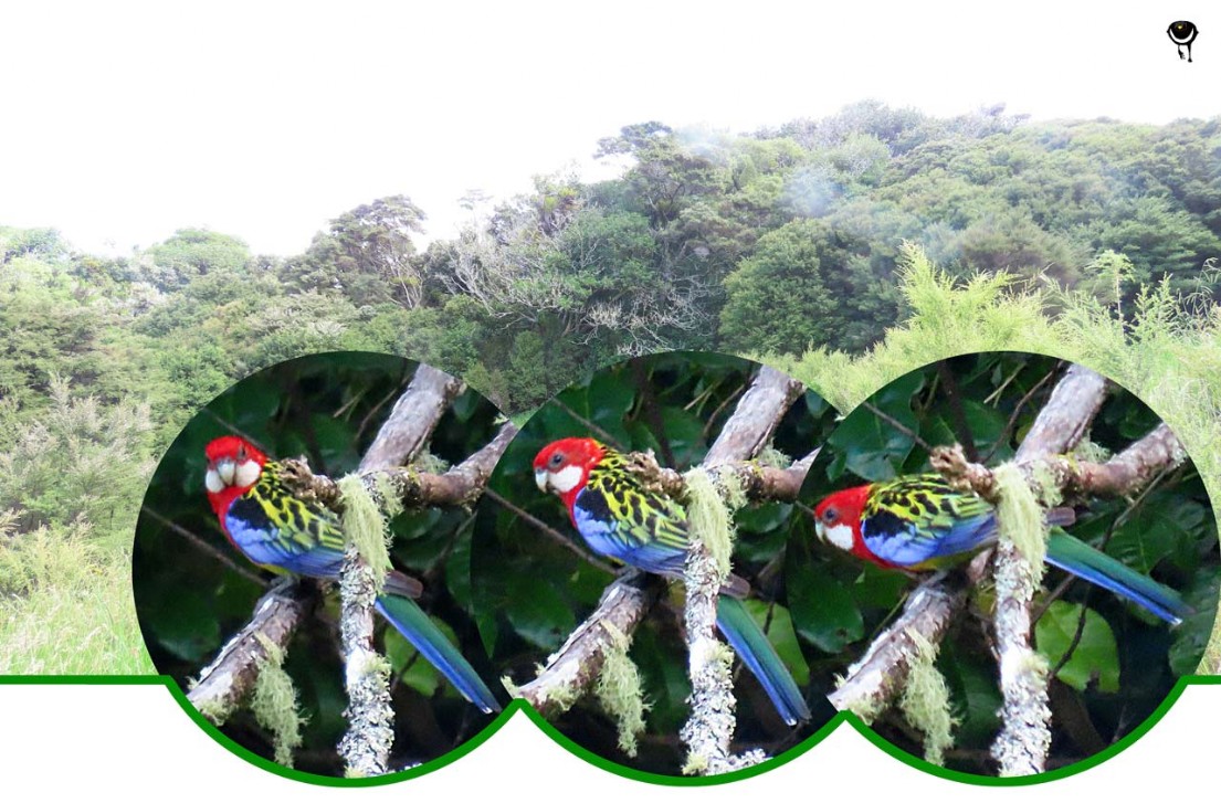 Kākā uhi whero – Platycercus eximius – Rosellasittich – Eastern rosella