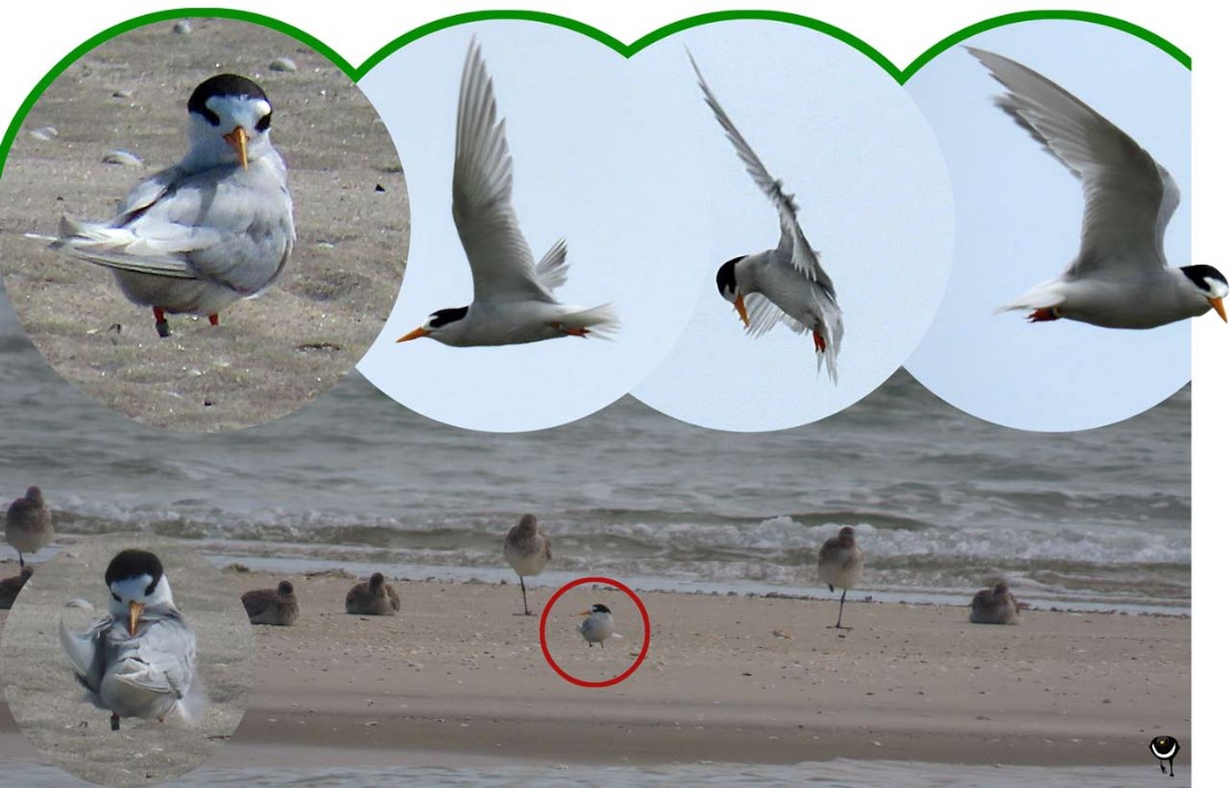 Sternula nereis davisae– Australseeschwalbe – Fairy tern