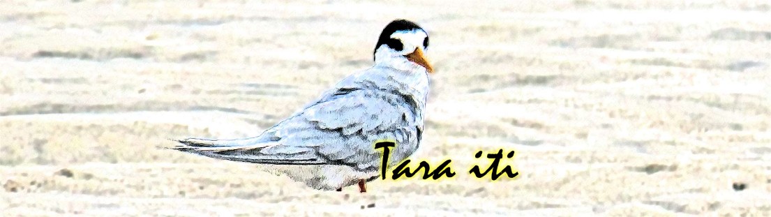 Fairy tern