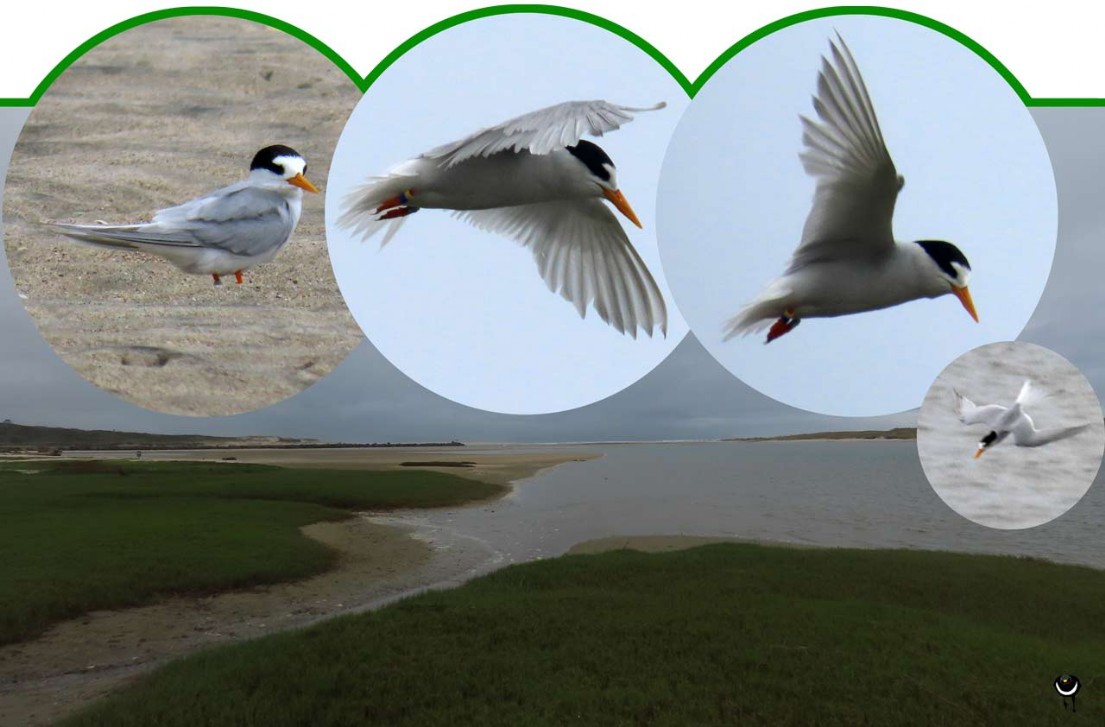 Tara iti – Sternula nereis davisae– Australseeschwalbe – Fairy tern