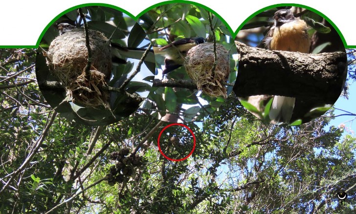 Piwakawaka -Ripidura fuligunosa - Neuseeland Fächerschwanz - Fantail
