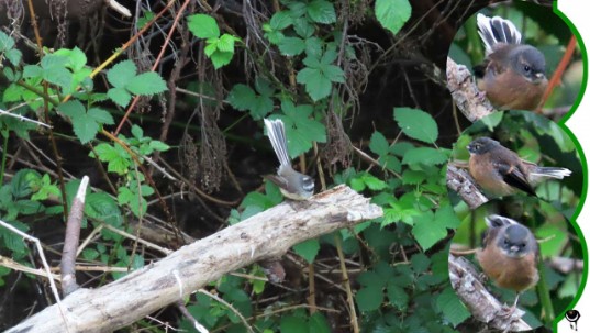 Piwakawaka – Ripidura fuligunosa – Neuseeland Fächerschwanz – Fantail