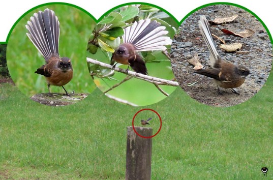 Pīwakawaka – Rhipidura fuliginosa  – Neuseelandfächerschwanz – New Zealand fantail