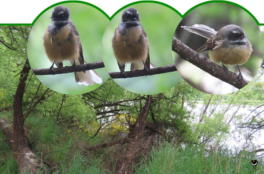 Pīwakawaka – Rhipidura fuliginosa  – Neuseelandfächerschwanz – New Zealand fantail