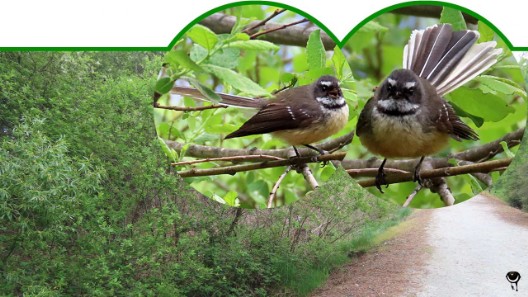 Pīwakawaka – Rhipidura fuliginosa  – Neuseelandfächerschwanz – New Zealand fantail