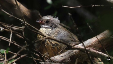 Pīwakawaka – Rhipidura fuliginosa  – Neuseelandfächerschwanz – New Zealand fantail