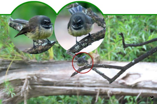 Pīwakawaka – Rhipidura fuliginosa  – Neuseelandfächerschwanz – New Zealand fantail