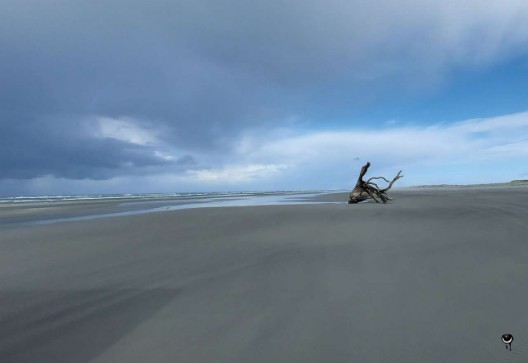 Baum am Strand