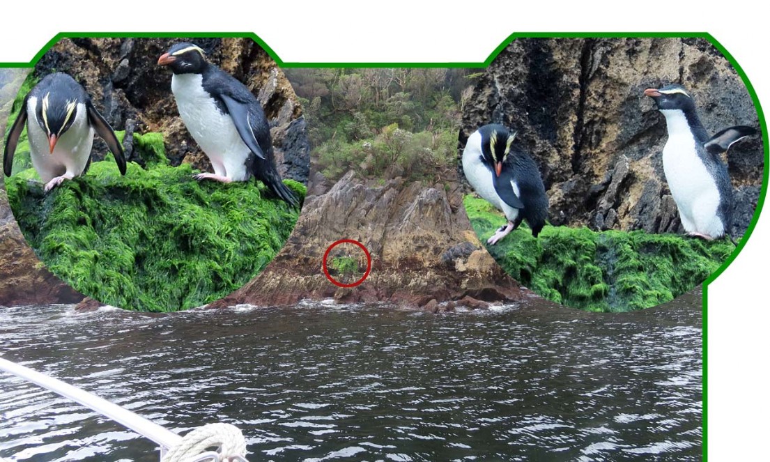 Tawaki – Eudyptes pachyrhynchus – Fjordlandpinguin – Fiordland crested penguin