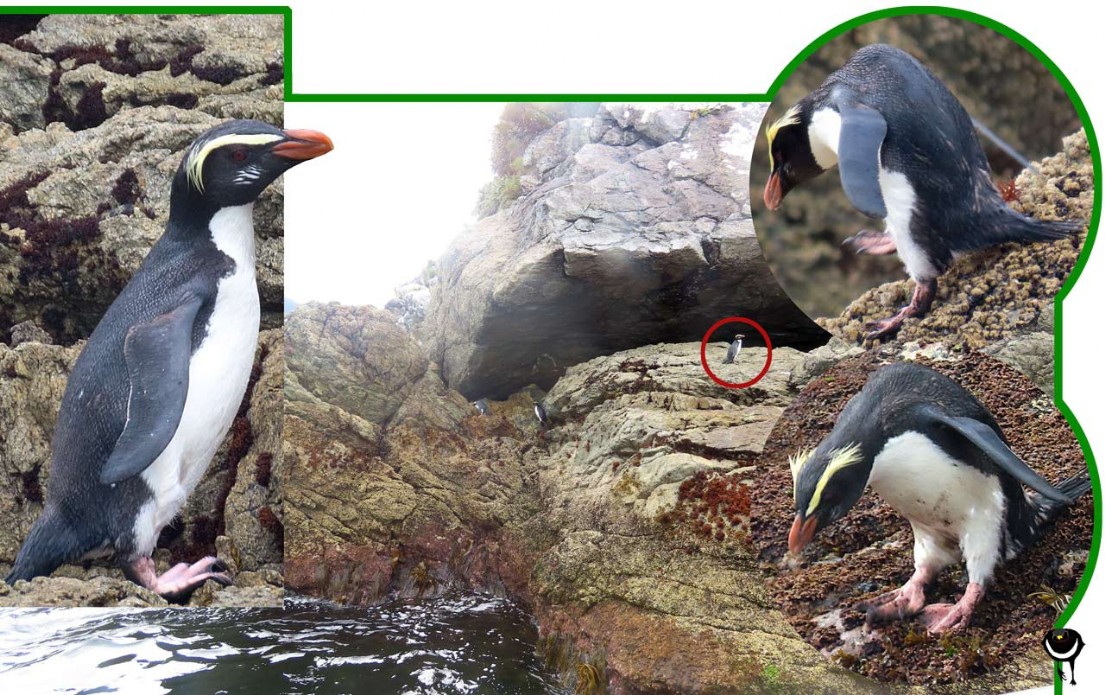 Tawaki – Eudyptes pachyrhynchus – Fjordlandpinguin – Fiordland crested penguin
