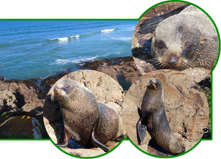 Kekeno - Arctocephalus forsteri - Neuseeländischer Seebär - New Zealand Fur Seal