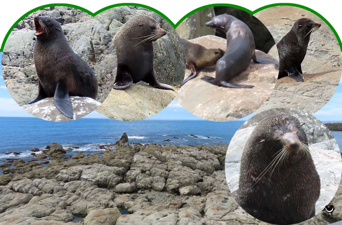 Kekeno – Arctocephalus forsteri – Neuseeländischer Seebär – New Zealand Fur Seal