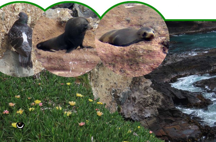 Kekeno - Arctocephalus forsteri - Neuseeländischer Seebär - New Zealand Fur Seal