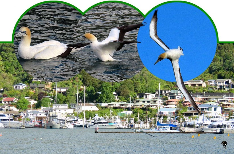 Tākapu – Morus serrator – Australischer Tölpel –Australasian gannet