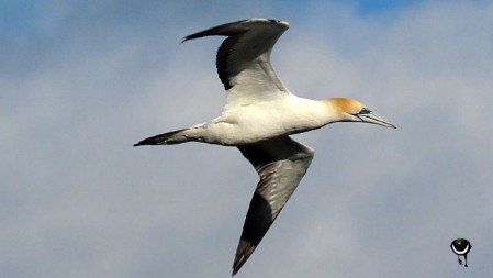 Tākapu – Morus serrator – Australischer Tölpel –Australasian gannet