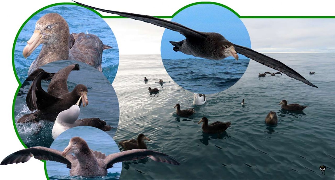 Pāngurunguru – Macronectes halli– Hall-Sturmvogel– Northern giant petrel