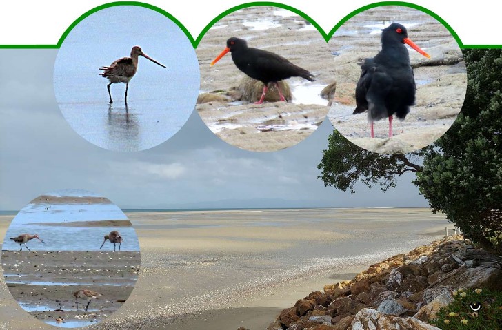 Kuaka – Limosa lapponica, Tōrea pango – Haematopus unicolor