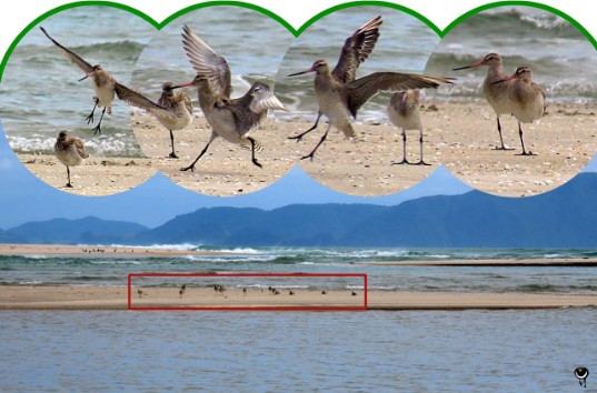 Kuaka – Limosa lapponica – Pfuhlschnepfe – Bar-tailed godwit