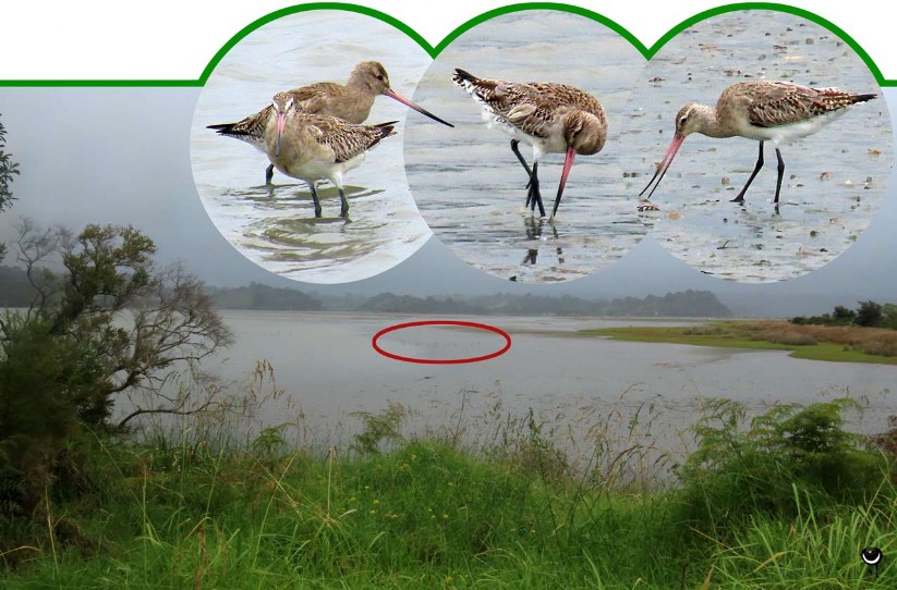 Kuaka – Limosa lapponica – Pfuhlschnepfe – Bar-tailed godwit