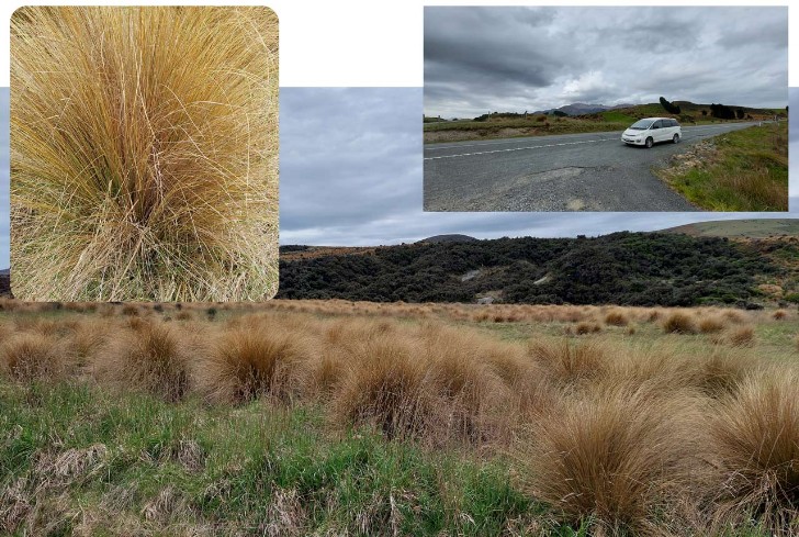 Tussock Gras